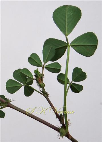   Branch with leaves (Abaxial view) and stipules